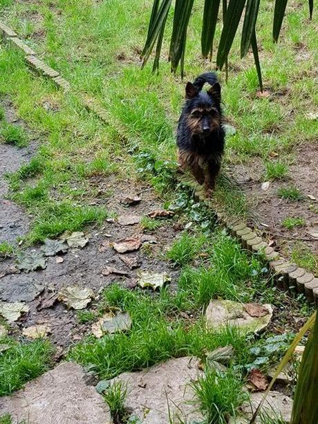 Sauvetage de Milou petit chien noir abandonné réussi il est a la maison