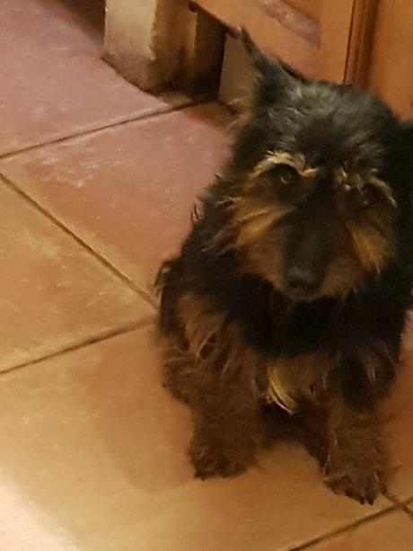 Sauvetage de Milou petit chien noir abandonné réussi il est a la maison