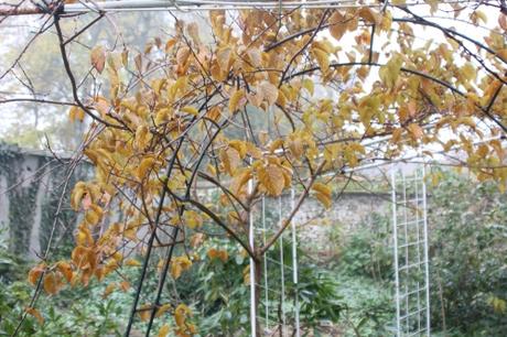 6 actinidia melanandra veneux 15 nov 2017 008.jpg