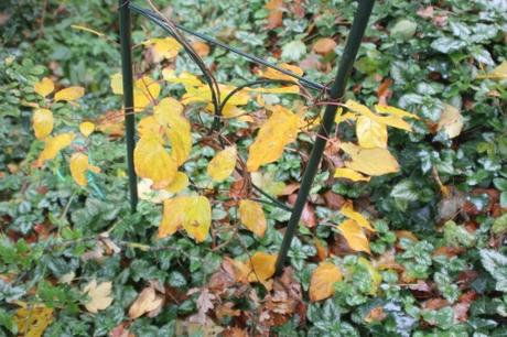 7 actinidia arguta veneux 15 nov 2017 004.jpg