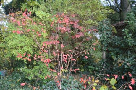 12 prunus subhirtella veneux 12 nov 2017 010.jpg