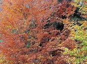 France couleur l'automne