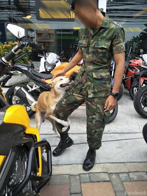 L'armée Thaïlandaise, secourisme et domination canine (vidéo) L'armée Thaïlandaise, secourisme et domination canine (vidéo)