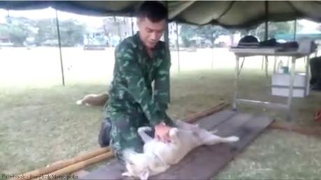 L'armée Thaïlandaise, secourisme et domination canine (vidéo)