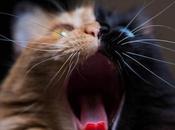 chat vous faire craquer savez pourquoi double face