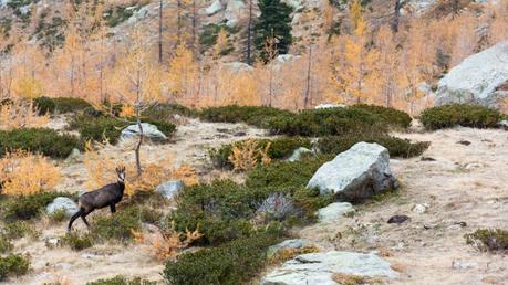 Le Mercantour en automne