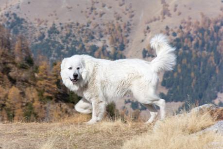 Le Mercantour en automne