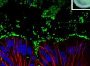 MICROBIOTE bactéries, toutes premières amies système digestif bébé
