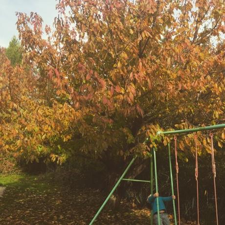 Mon cerisier de chez moi en automne #automne #gard