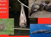 Alerte biodiversité plus espèces animales sont menacées d’extinction