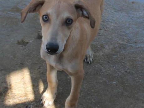 P. Lars un petit levrier galguito de trois mois et demi couleur sable à adopter à l'association sos chiens galgos P. Lars un petit levrier galguito de trois mois et demi couleur sable à adopter à l'association sos chiens galgos