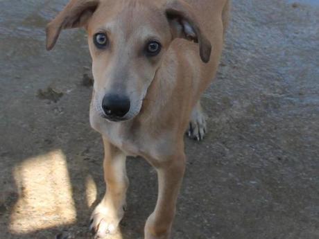 P. Lars un petit levrier galguito de trois mois et demi  couleur sable à adopter à l'association sos chiens galgos