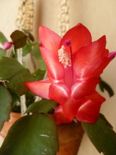CACTUS DE NOEL poème,poète,poésie,texte,nature,couleurs,vers,jardin