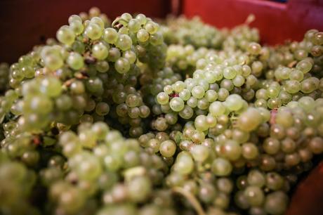 Une journée dans les vignes avec le champagne Cattier champagne cattier