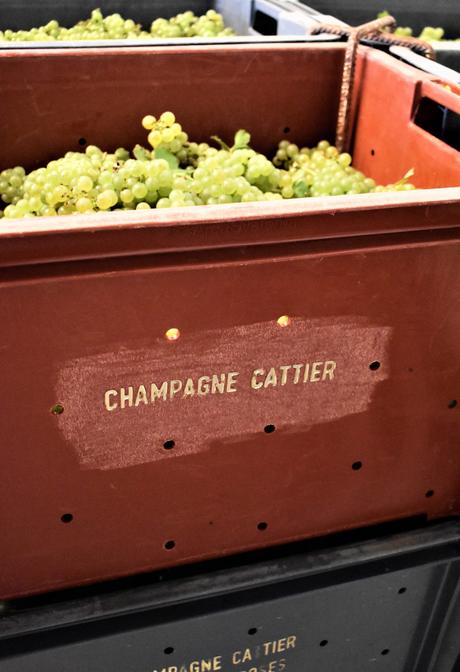 Une journée dans les vignes avec le champagne Cattier champagne Cattier