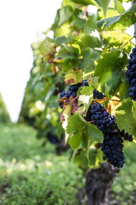Une journée dans les vignes avec le champagne Cattier champagne Cattier