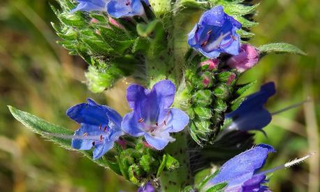 Vipérine (Echium vulgare)