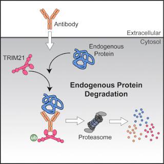 #cell #protéinesendogènes #dégradation Une Méthode de Dégradation Rapide et Aigue des Protéines Endogènes