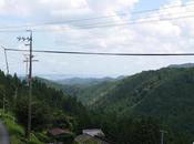 Thés Tenryû cultivars