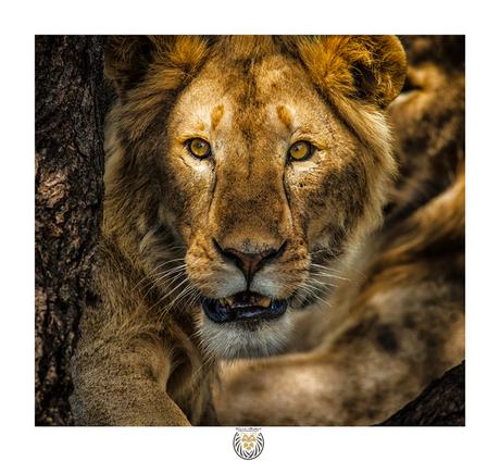 [Podcast #49] Réussir son safari photo avec Franck Maillard