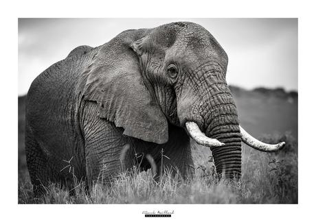 [Podcast #49] Réussir son safari photo avec Franck Maillard