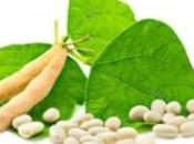 CANCER AVANCÉ PROSTATE isoflavones alimentaires question