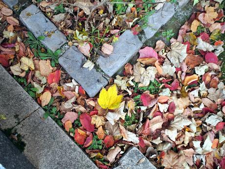 Collection de feuilles [journal 9]