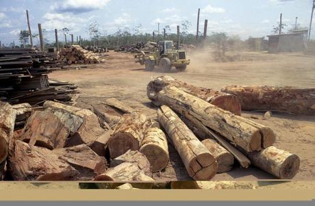 Greenpeace proteste contre l’exportation de «bois teinté de sang» par le Brésil