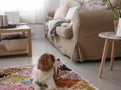 Dog: teste Furbo Camera Mega plan