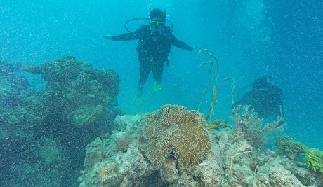 Le top des activités pour découvrir la grande barrière de corail