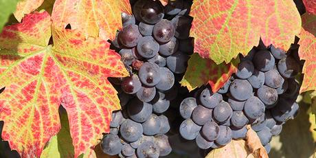 vignoble-bio vignoble-bio