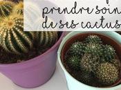Comment bien entretenir cactus