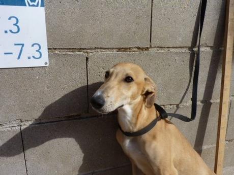 S. chiot lévrier galguito de 5 mois sable à  adopter à l'association sos chiens galgos