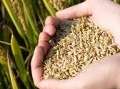 nouveau règlement l'agriculture biologique libère semences