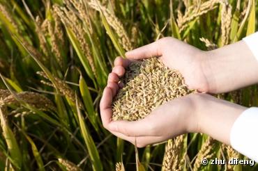 Le nouveau règlement de l'agriculture biologique libère les semences