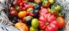 Le nouveau règlement de l'agriculture biologique libère les semences Aveyron : création d'un Institut-Conservatoire dédié aux légumes rares et à la biodynamie