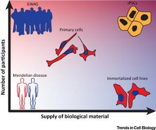 #trendsincellbiology #cellulessouchespluripotentesinduites L’Humain en Boîte de Pétri : Génétique des Populations sur iPSCs