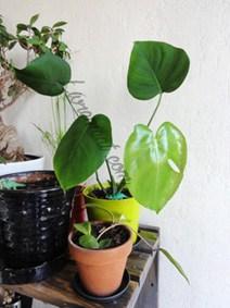 Rond de Sorcière #88