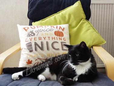 Rond de Sorcière #88