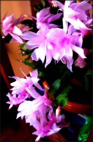 Max | Cactus de Noël cactusnoel1.jpg