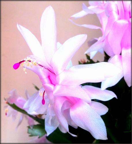 Max | Cactus de Noël cactusnoel2.jpg