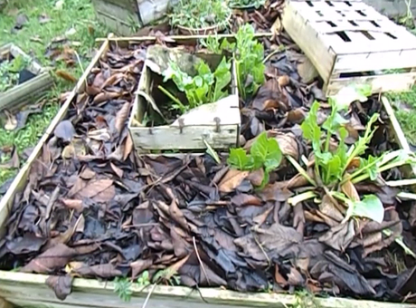 Couverture du sol pendant l'hiver (vidéo) Couverture du sol pendant l'hiver (vidéo)