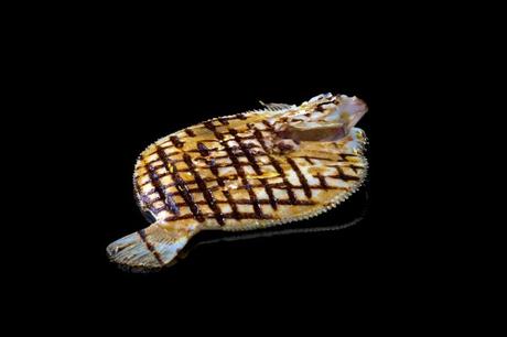 Trouvez le parfait restaurant de Haute mer