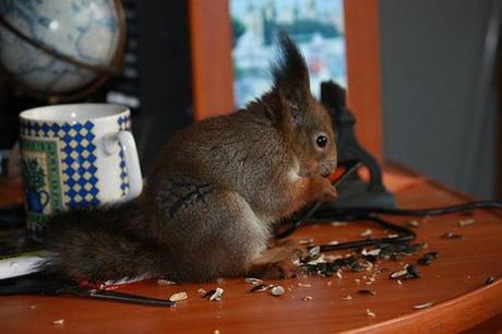 Divers - L'écureuil