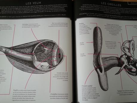 Humanissime. Kate DAVIES, Rachel WILLIAMS et Carnovsky – 2017 (Dès 8 ans)