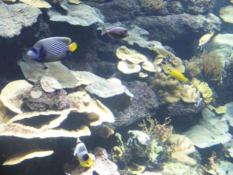 4 sorties familiales à faire à Paris en décembre aquarium-paris-8
