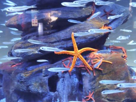 4 sorties familiales à faire à Paris en décembre aquarium-paris-7