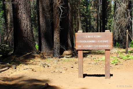 The Yosemite & Muir Woods National Parks 🏞 | #EmAndLauRunTheWestCoast