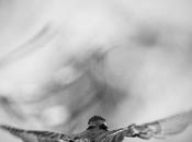 réponses questions photo animalière-