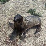 Voyage aux Galápagos en indépendant voyage aux Galápagos bébé lion de mer